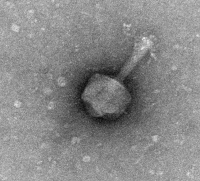 Bacteriophages research continues to grow in the region